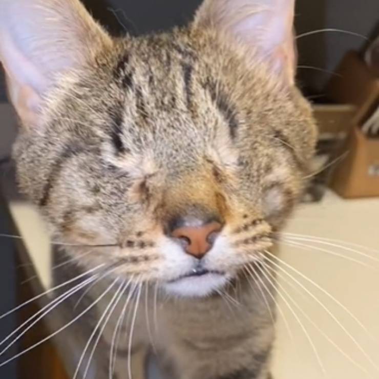 gattino non vedente emozione