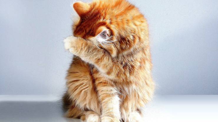 gatto arancione 