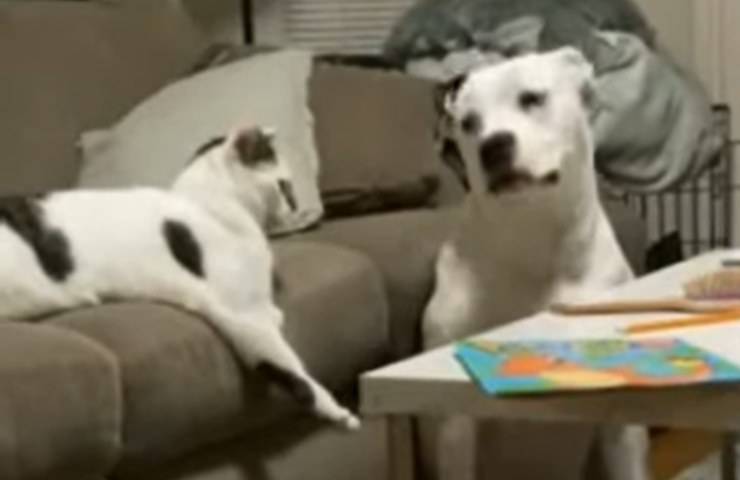 gatto ordina cane sdraiarsi