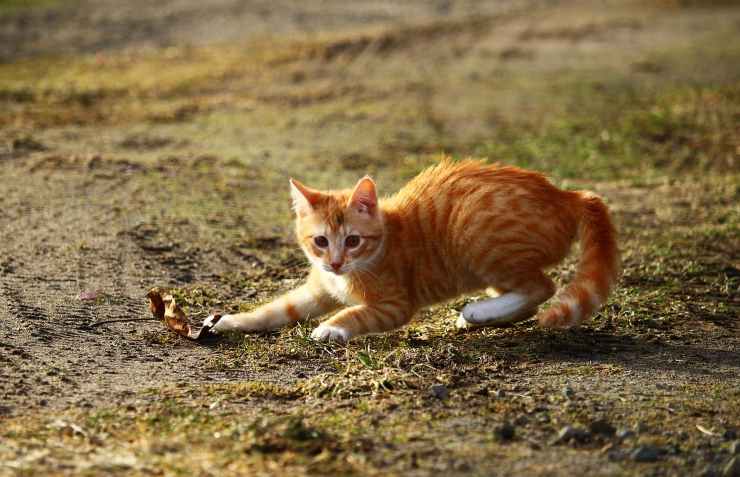 gatto che gioca