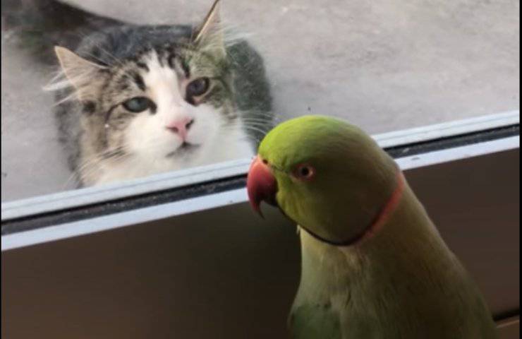 nascondino finestra gatto pappagallo