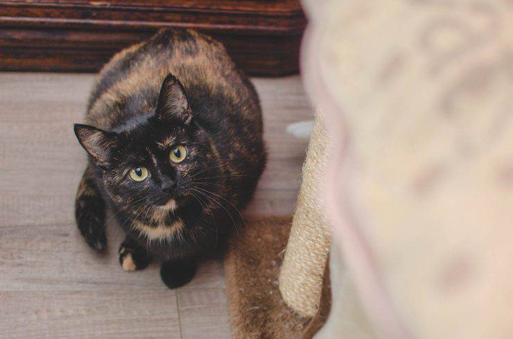 Gatto nero