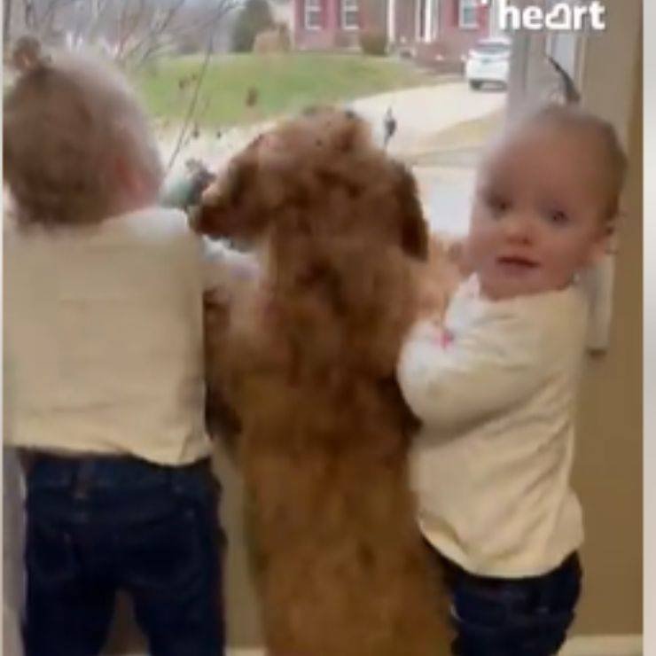 gemelline finestra cane fratello