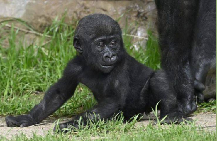 gorilla Bruno video mamma