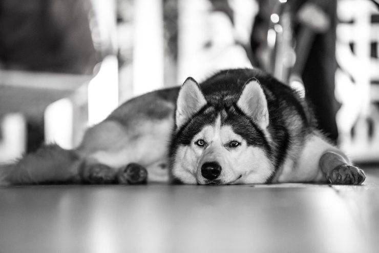 husky sdraiato a terra