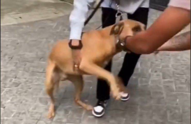 incontro anni cagnolino umano