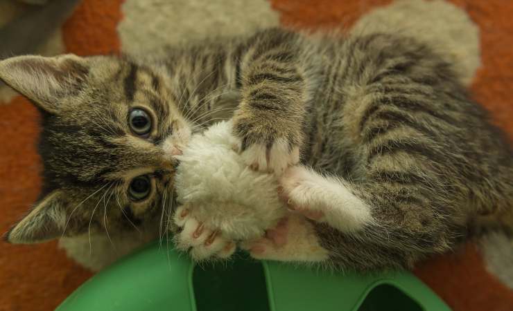 gattino