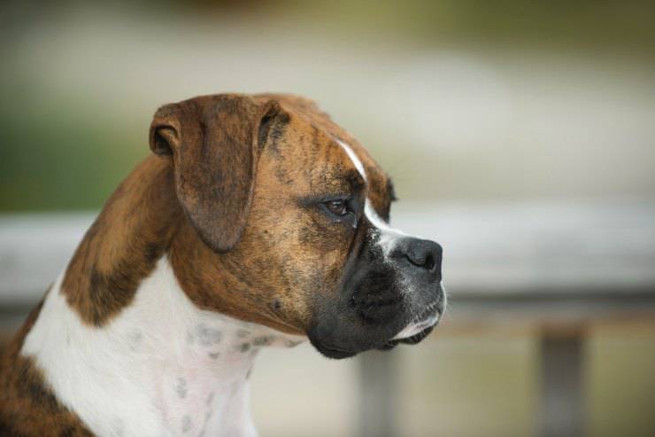 Diabete nel cane