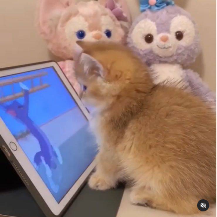Tom & Jerry cucciolo gatto