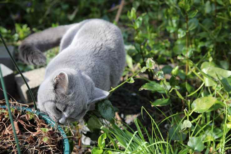 Il felino e l'ulivo