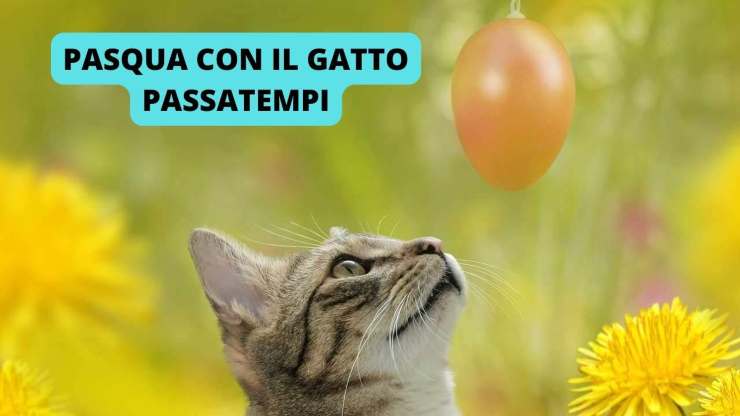gattino
