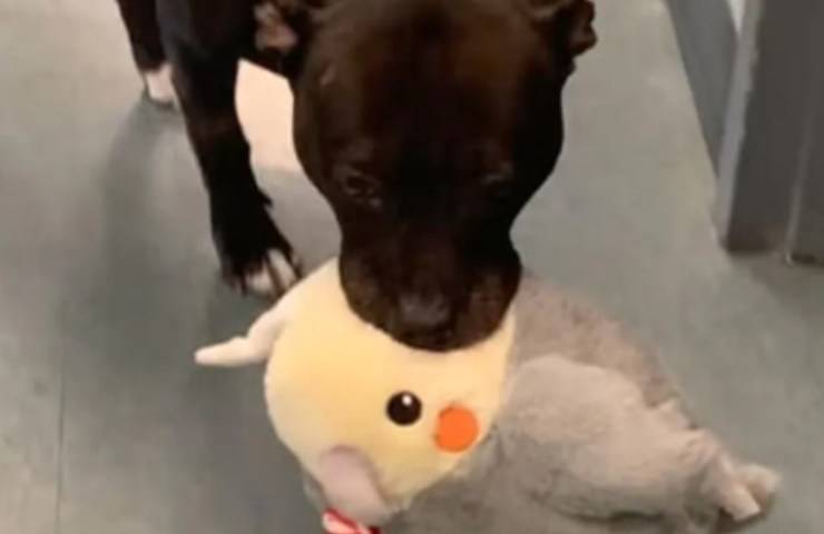 peluche preferito cagnolina Waffle