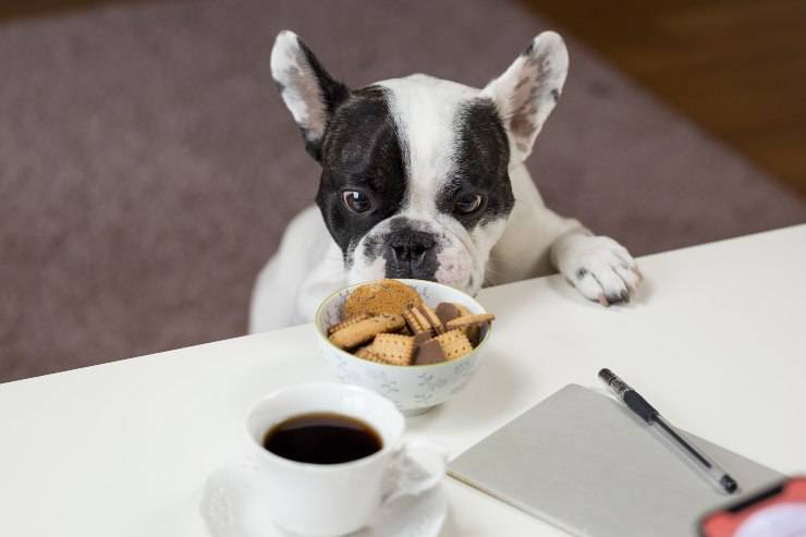 Il cibo dannoso per fido