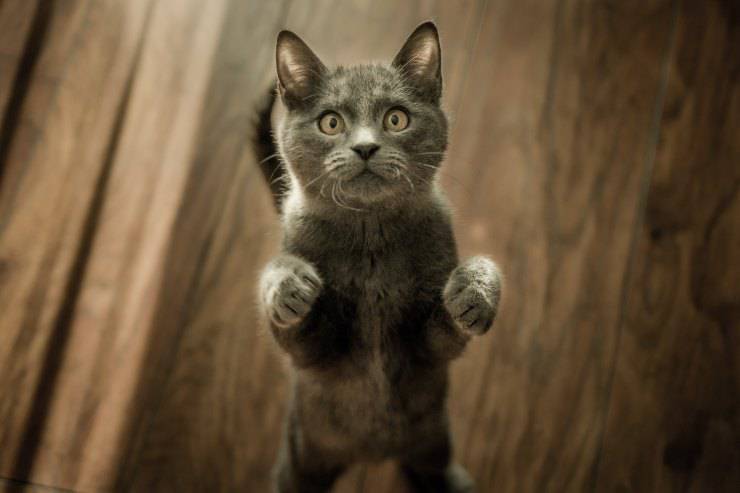 Il felino e la sua dieta