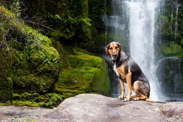 I sintomi rischiosi per fido
