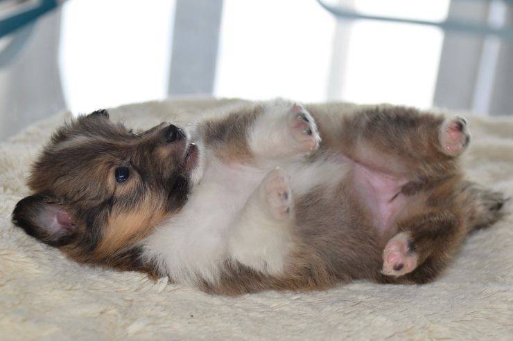 cucciolo