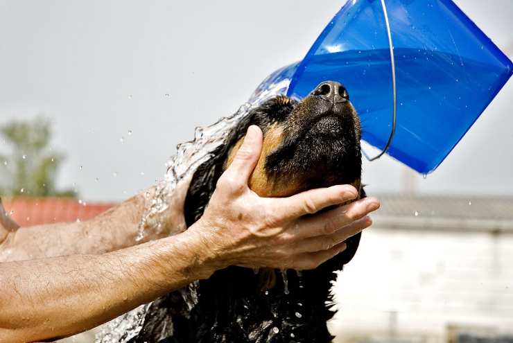 acqua sul cane