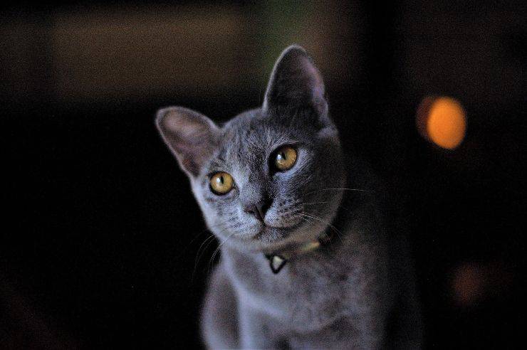 Il gatto guarda il padrone