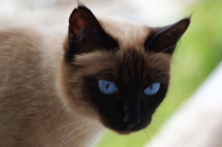 Felino sta esplorando la natura