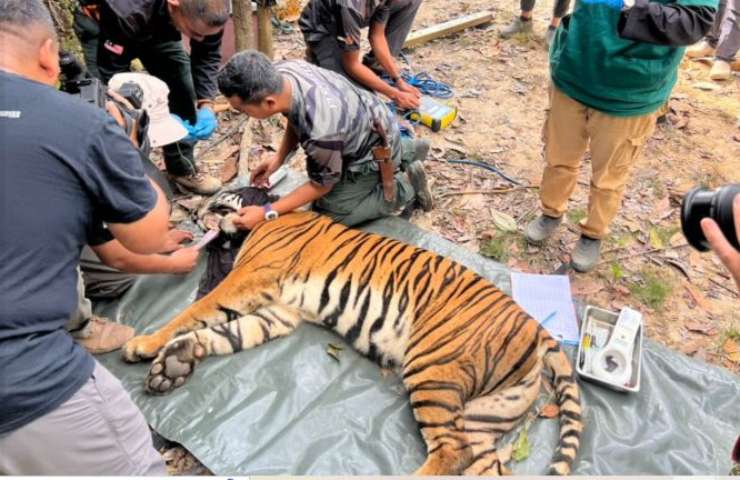 tigre legata salvataggio giorni