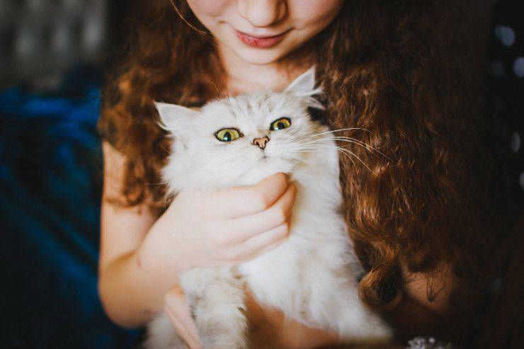 Il comportamento del felino