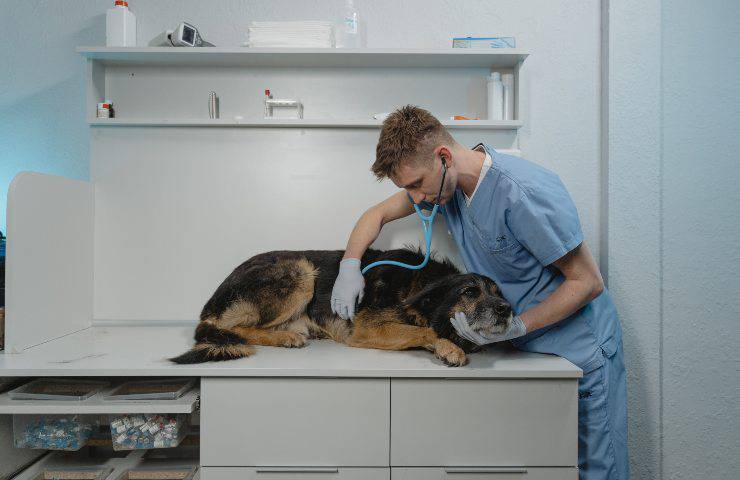 cane dal veterinario