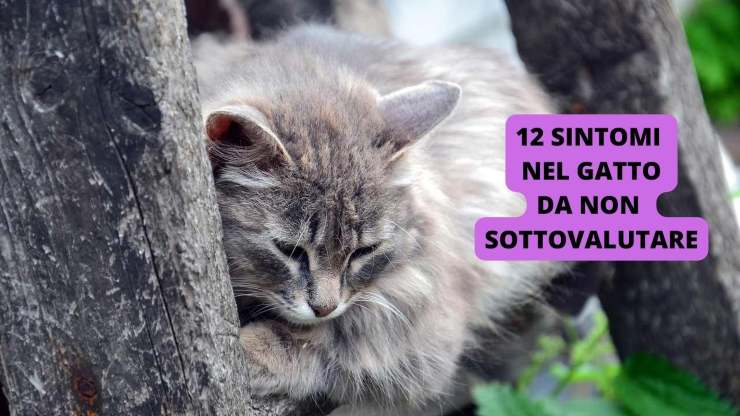 Gatto grigio triste