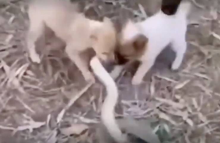 cuccioli 3 unione forza