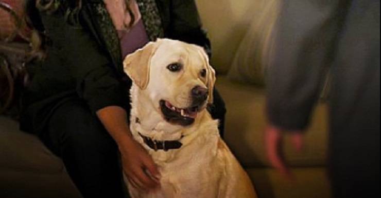 labrador Retriever