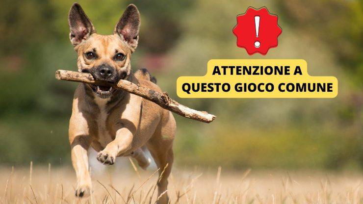 cane con bastone tra i denti