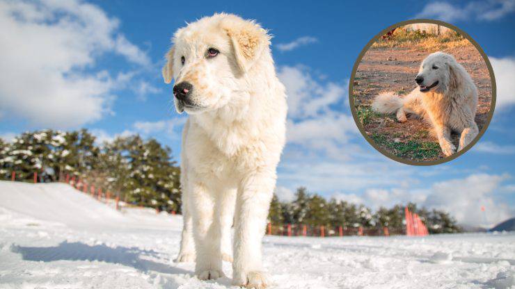 Cane da pastore Abruzzese