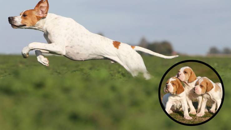 pointer inglese