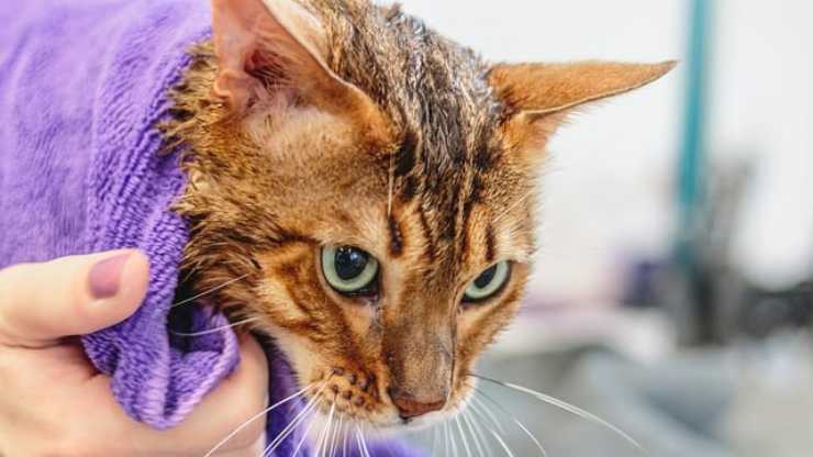 Asciugare il gatto
