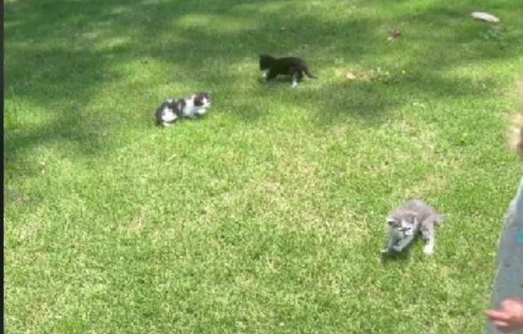 Bambina trova gattini in giardino