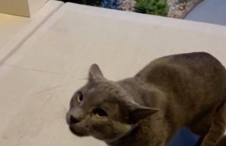 gatto blu russia infastidito