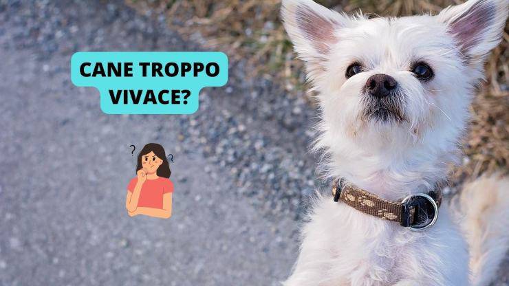 cagnolino bianco