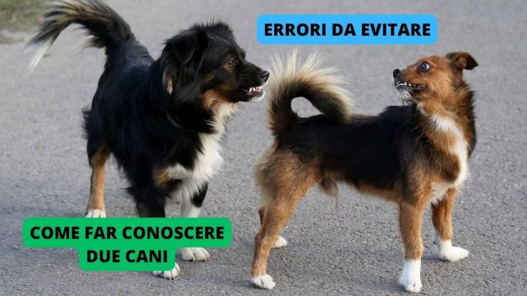 incontro di due cani
