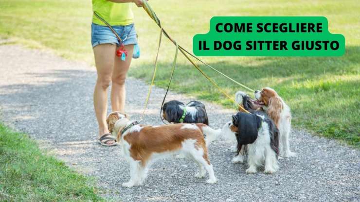 Dog sitter cani al guinzaglio 