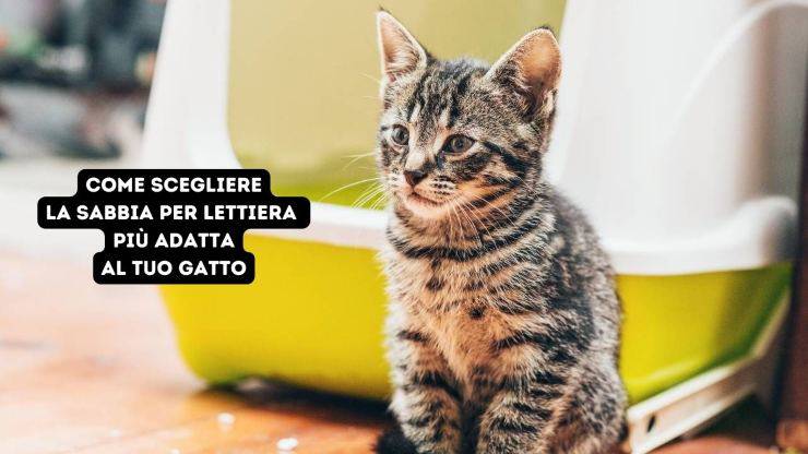 gattino davanti a lettiera