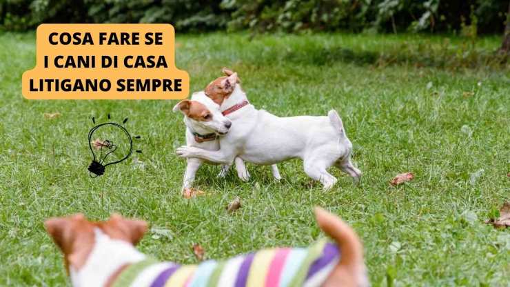 cani litigano