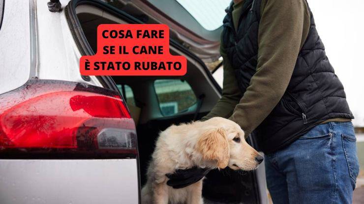 cane viene portato via