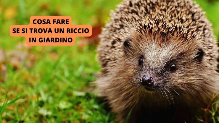 riccio in giardino
