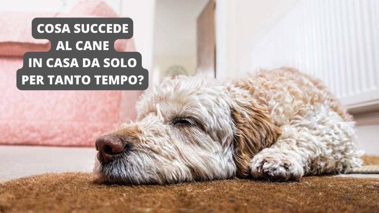 cane sul pavimento
