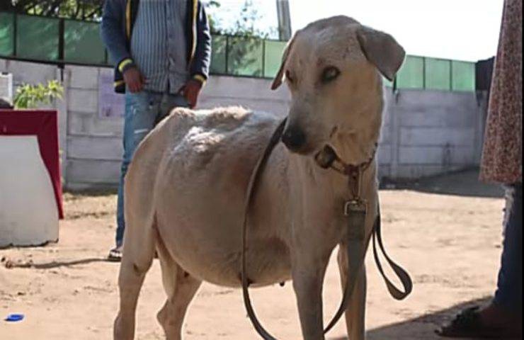 Pensavano che la cagnolina fosse incinta ma la verità era un altra