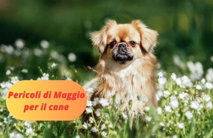 Cane all'aria aperta