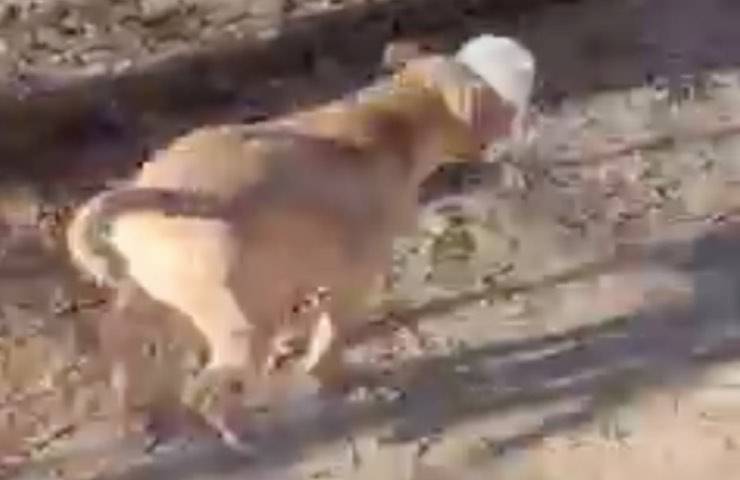 cane adozione insolito passatempo