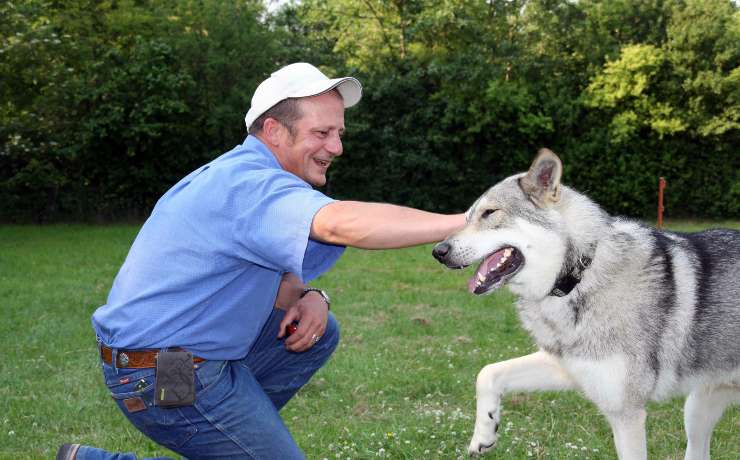 Cane da lupo Saarloos