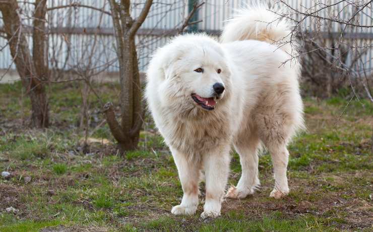 Cane da pastore abruzzese
