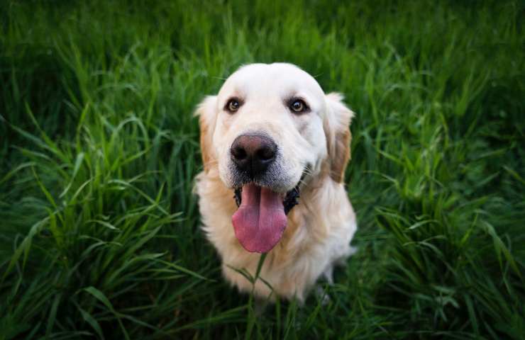 Cane felice nel prato