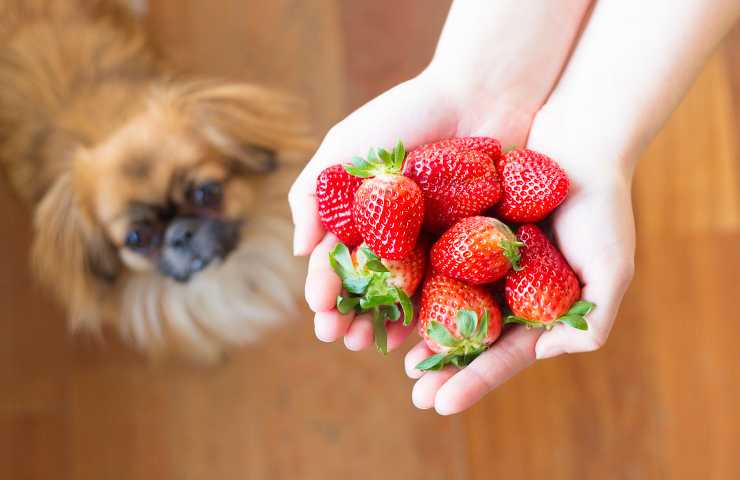 Cane guarda le fragole